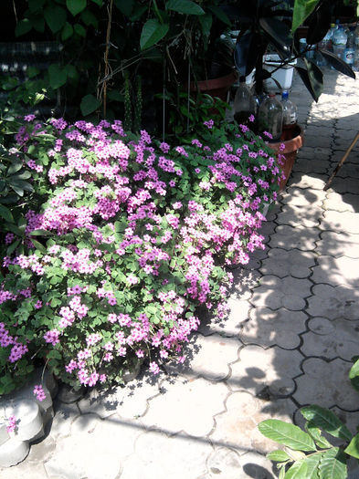 Fotografie0123 - Fuchsia si alte flori