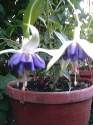 blue angells - Fuchsia si alte flori