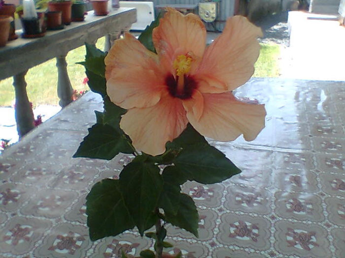 2013 201 - hibiscus 2013