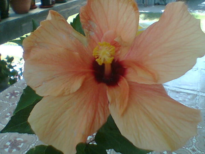 2013 210 - hibiscus 2013