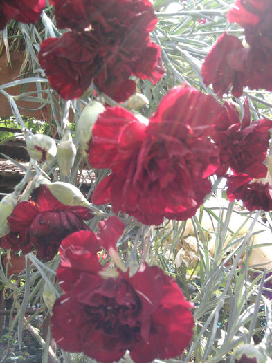 garoafe parfumate - Fuchsia si alte flori