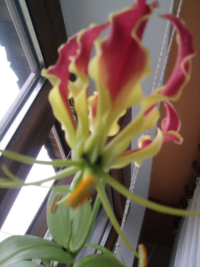 gloriosa rothchildiana - Fuchsia si alte flori