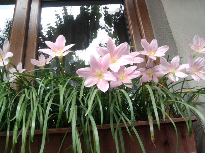 Zefirantes roz - Fuchsia si alte flori