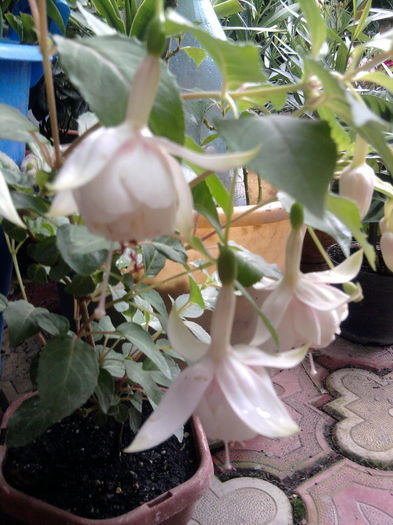 Fotografie1002anabella-soi gigant