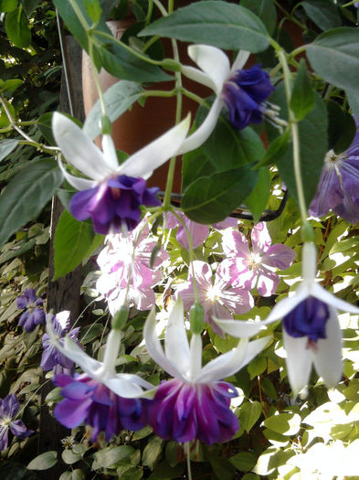 Fotografie1024blue angel