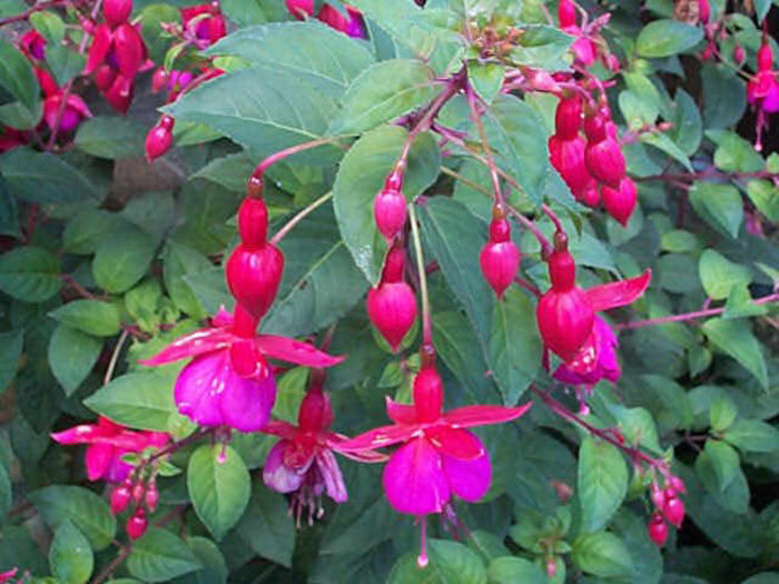 fuchsia tom thumb