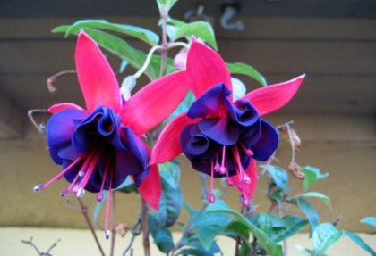 charles dimock - Fuchsia si alte flori