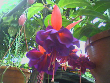 New Millenium-cu floare mare