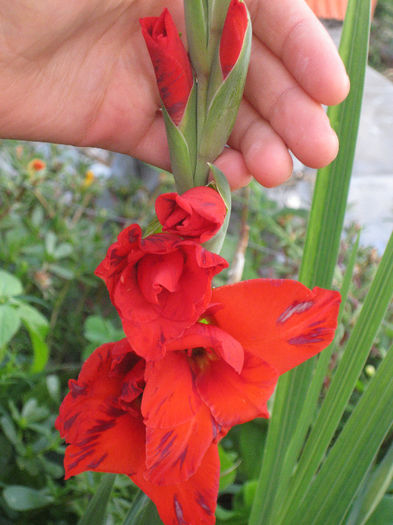 IMG_2794 - gladiole