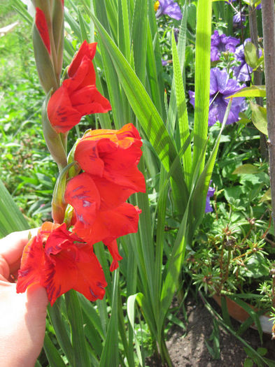 IMG_2825 - gladiole