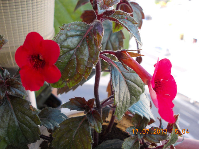17 iulie 2013-flori 038 - achimenes
