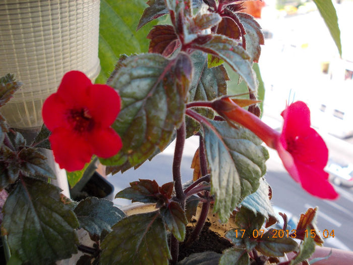 17 iulie 2013-flori 040 - achimenes