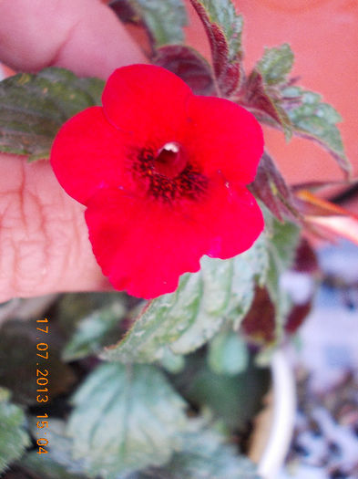 17 iulie 2013-flori 042 - achimenes