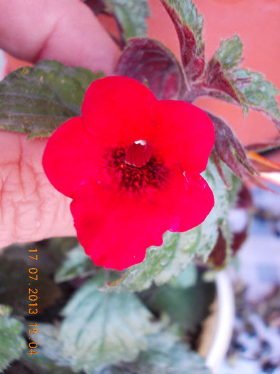 achi red elf - achimenes