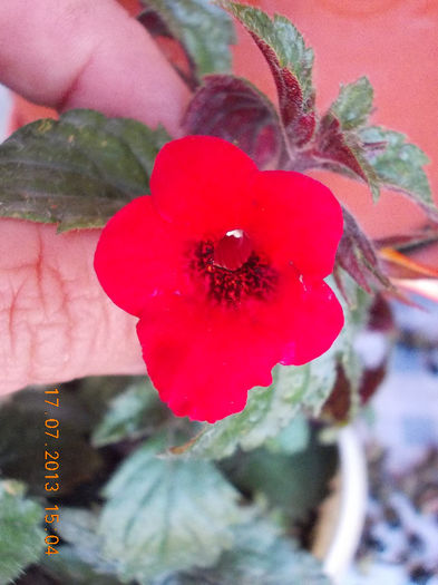17 iulie 2013-flori 044 - achimenes