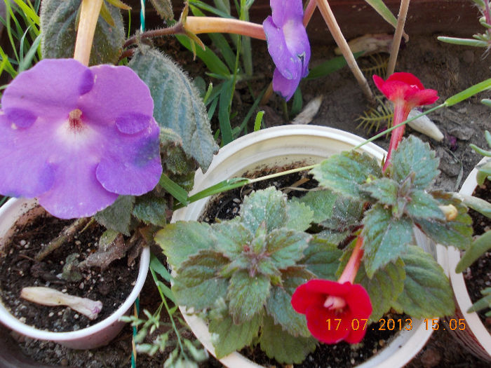 17 iulie 2013-flori 046