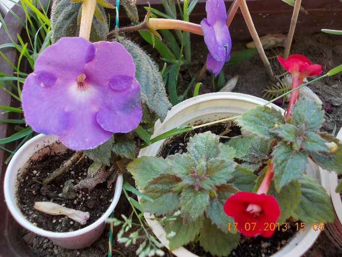 duet petit fadette+mov - achimenes