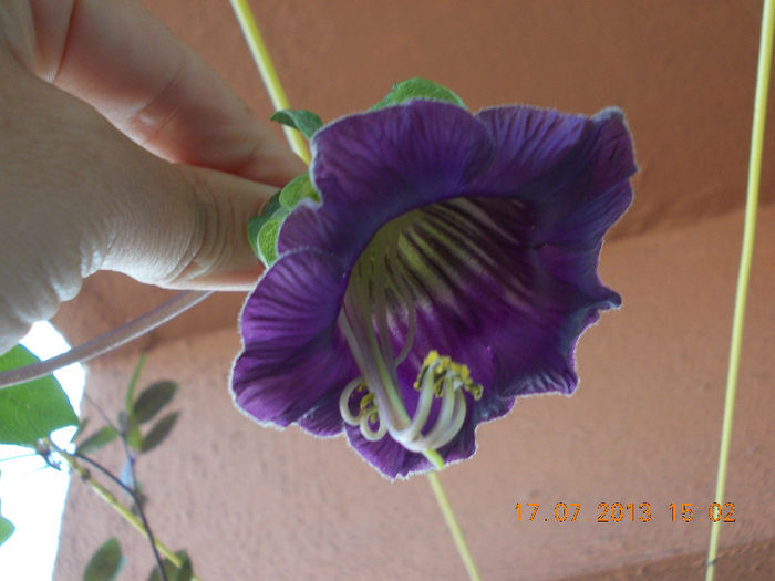 17 iulie 2013-flori 025 - cobaea-jaluzele vegetale