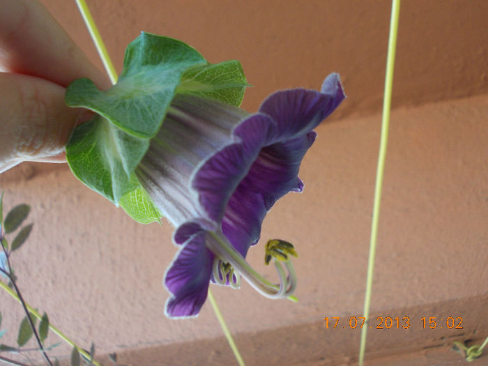 17 iulie 2013-flori 028 - cobaea-jaluzele vegetale