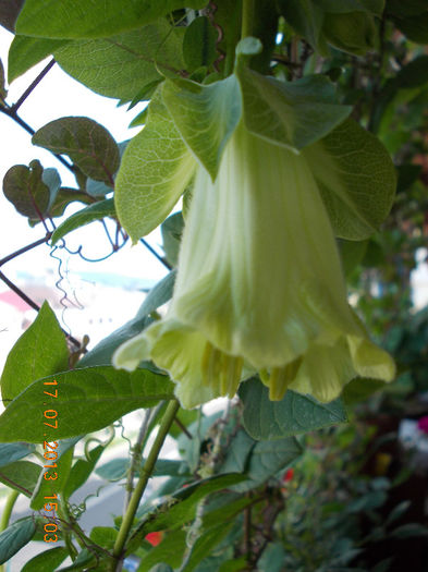 17 iulie 2013-flori 032 - cobaea-jaluzele vegetale