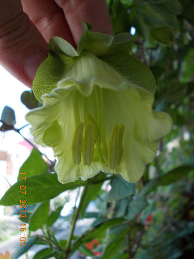 17 iulie 2013-flori 035 - cobaea-jaluzele vegetale