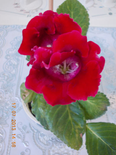 17 iulie 2013-flori 013