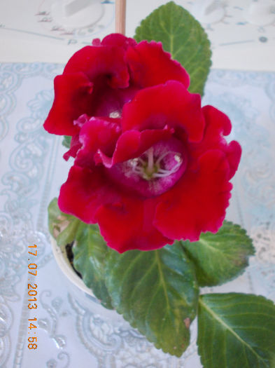 17 iulie 2013-flori 015