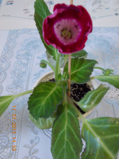 17 iulie 2013-flori 016