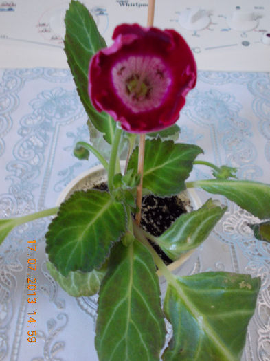 17 iulie 2013-flori 018