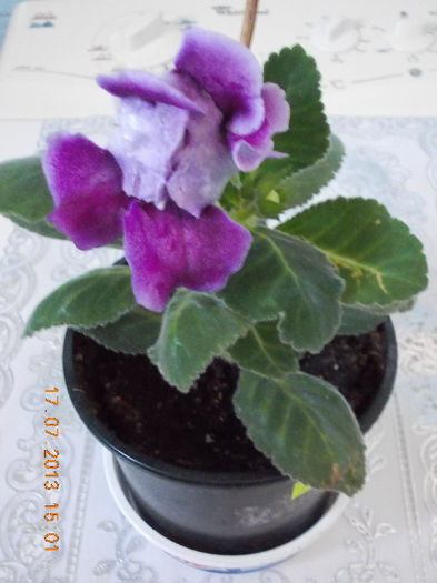 17 iulie 2013-flori 019