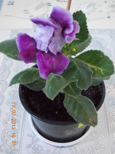gloxi mov batut