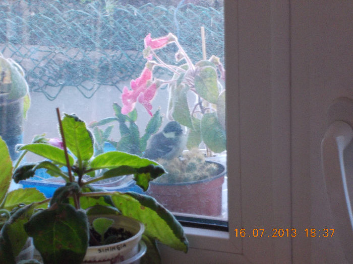 17 iulie 2013-flori 001