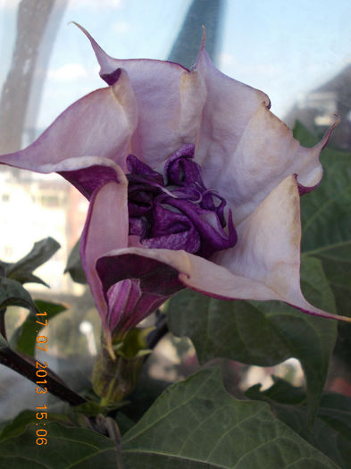 17 iulie 2013-flori 052