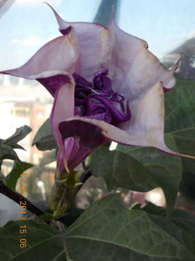 datura mov