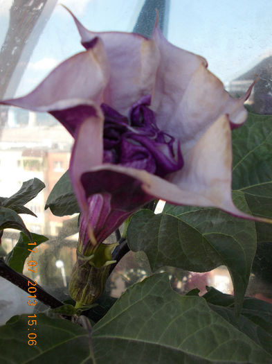 17 iulie 2013-flori 054
