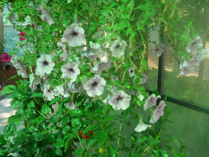 DSCN4688