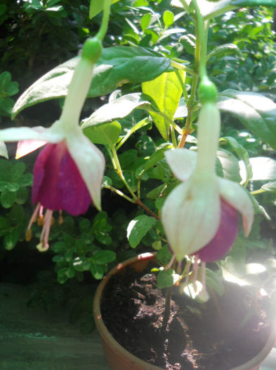 DSCN4617