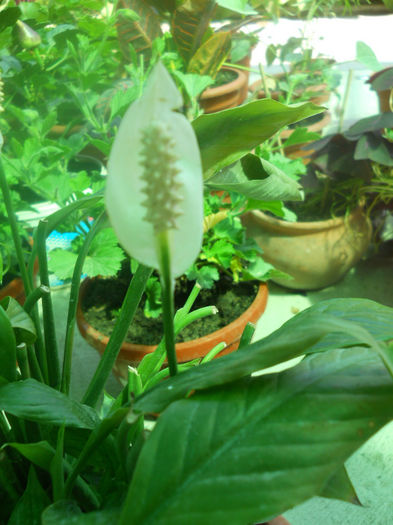 DSCN4619