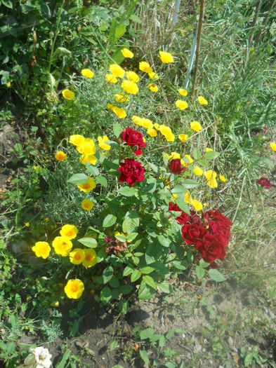 DSCN4656