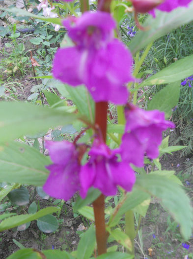 DSCN4663