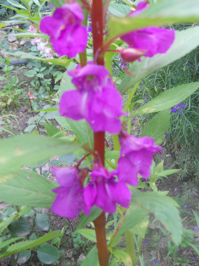 DSCN4664