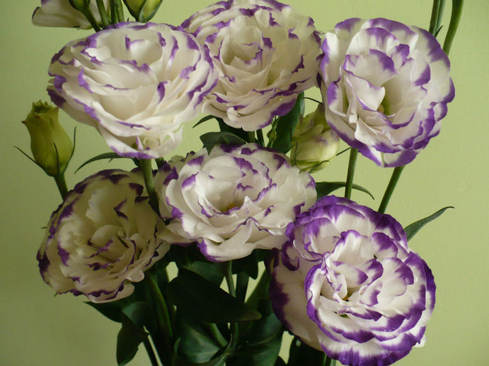 Eustoma (numit si Lisianthus)