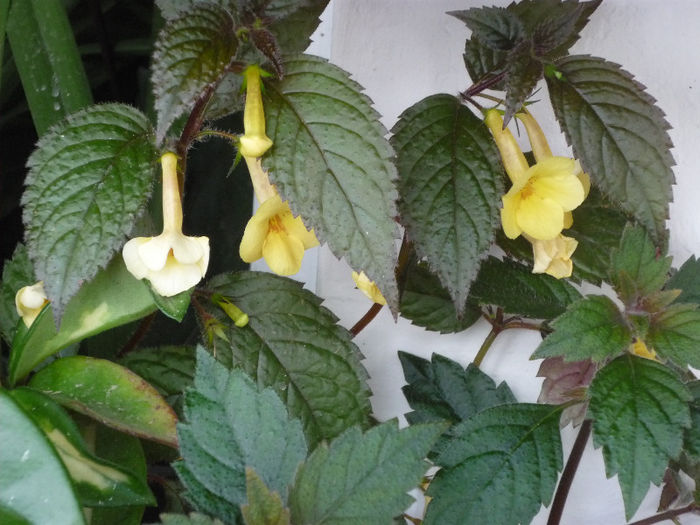 Yellow Beauty - Achimenes 2013