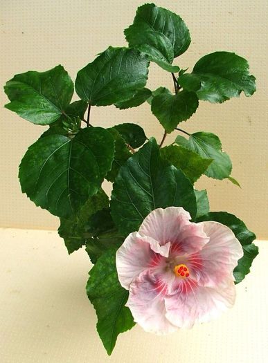 Hibiscus Tahitian Raspberry Star