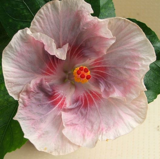 Hibiscus Tahitian Raspberry Star