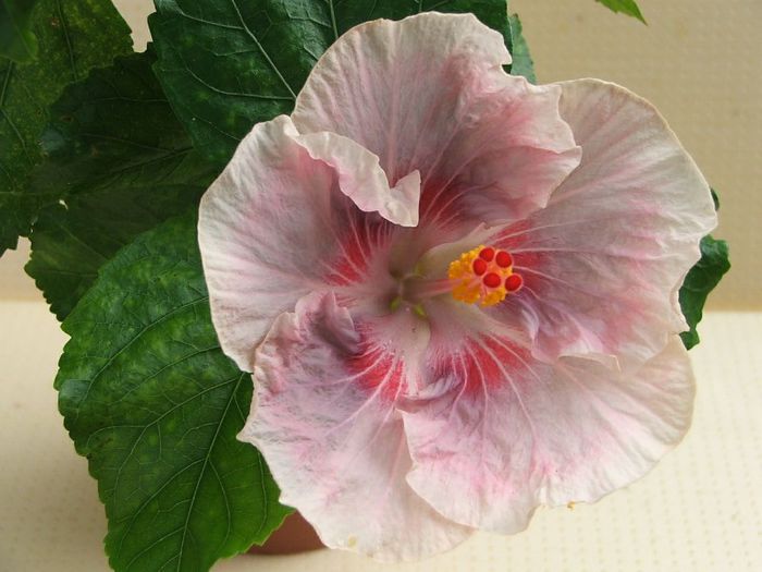 Hibiscus Tahitian Raspberry Star