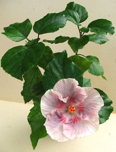 Hibiscus Tahitian Raspberry Star