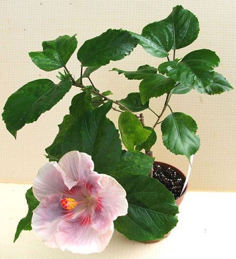 Hibiscus Tahitian Raspberry Star