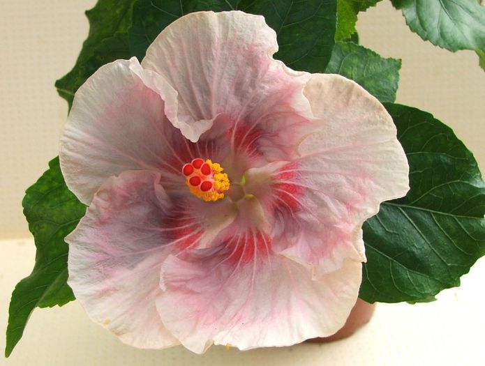 Hibiscus Tahitian Raspberry Star Hibiscus Tahitian Raspberry Star