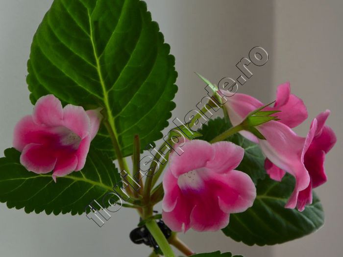 Sinningia Slipper Pink - parfumat - GLOXINIA _ SINNINGIA